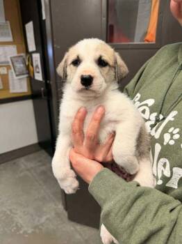 German Shepherd Dog and Great Pyrenees Dogs Available for Adoption in Bowling Green, Kentucky - Ivy | PetCurious