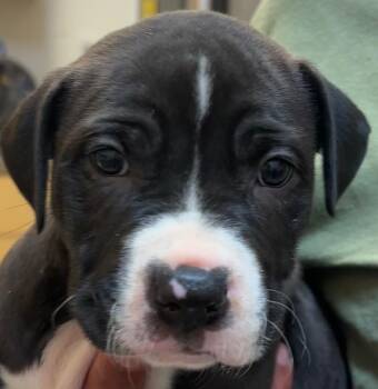 BOULDER -  Pit Bull Terrier Dog for Adoption in Elizabethton, Tennessee - BOULDER | PetCurious