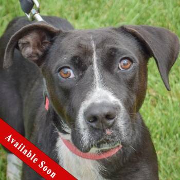 Josie -  Pointer and Black Labrador Retriever Dog for Adoption in Huntley, Illinois - Josie | PetCurious