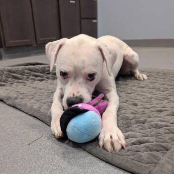 Cooper -  Mixed Breed Dog for Adoption in Canal Winchester, Ohio - Cooper | PetCurious