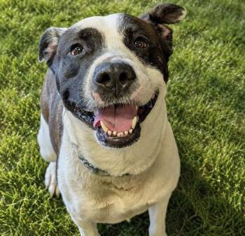 Riley -  Mixed Breed Dog for Adoption in Olean, New York - Riley | PetCurious