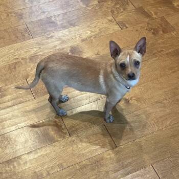 Mixed Breed Dogs Available for Adoption - Brooks | PetCurious