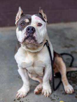 Mixed Breed Dogs Available for Adoption in Chamblee, Georgia - Electrolyte | PetCurious