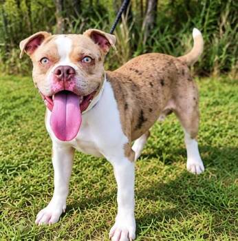 Wiley -  American Bully and Boston Terrier Dog for Adoption in Foley, Alabama - Wiley | PetCurious