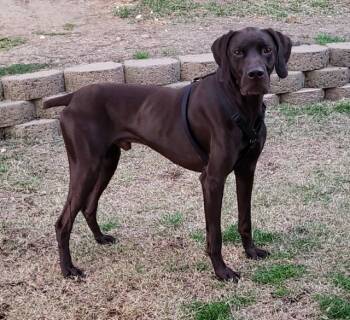 German Shorthaired Pointer Dogs Available for Adoption in Newfoundland, Pennsylvania - Creek (GREAT Family Dog) | PetCurious