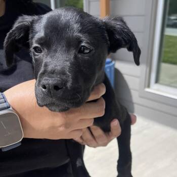 Black Labrador Retriever Dogs Available for Adoption in Greensboro, North Carolina - Minnow | PetCurious