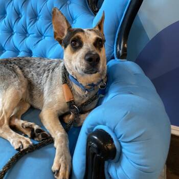 Australian Cattle Dog Blue Heeler and Mixed Breed Dogs Available for Adoption in Chicago, Illinois - Hopkins | PetCurious