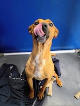 Terrier and Mixed Breed Dogs Available for Adoption in Beatrice, Nebraska - Cupid | PetCurious