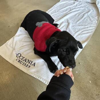 Black Labrador Retriever and Mixed Breed Dogs Available for Adoption - Carlos Rush | PetCurious