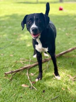 Rubi - 1 -  Pit Bull Terrier and Mixed Breed Dog for Adoption in Daytona Beach, Florida - Rubi - 1 | PetCurious