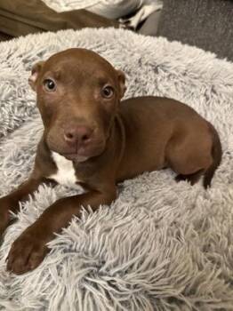 Mixed Breed Dogs Available for Adoption - Pepito | PetCurious