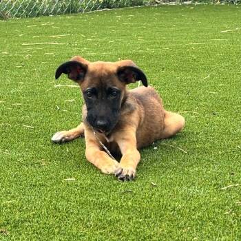 Great Dane and Shepherd Dogs Available for Adoption in Parkersburg, West Virginia - Cooked | PetCurious