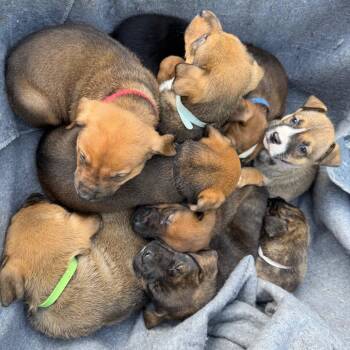 Shepherd and Mixed Breed Dogs Available for Adoption in Oakville, Washington - Cookie | PetCurious