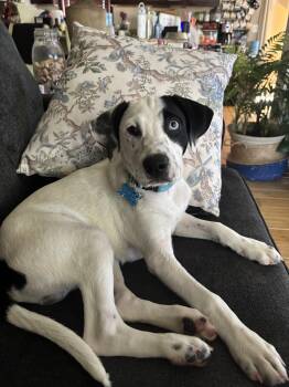 Rescue Retriever and Mixed Breed Dogs for Adoption in Minneapolis, Minnesota - Jaxon | PetCurious