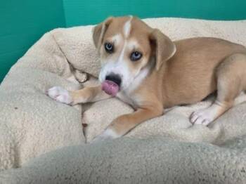 Jill -  Mixed Breed Dog for Adoption in Houston, Texas - Jill | PetCurious