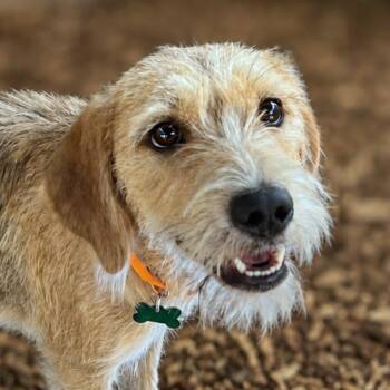 Butterscotch -  Wirehaired Terrier and Mixed Breed Dog for Adoption in Boerne, Texas - Butterscotch | PetCurious