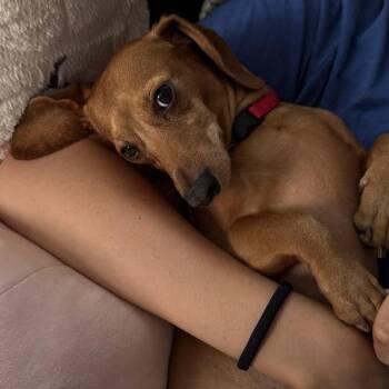 Schnooki Red -  Dachshund Dog for Adoption in South Elgin, Illinois - Schnooki Red | PetCurious