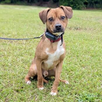 Rescue Hound and Mixed Breed Dogs for Adoption in Tyrone, Georgia - Buddy 05-2744 | PetCurious