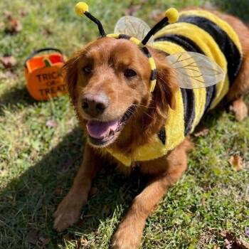 Honey Bee -  Golden Retriever and Goldendoodle Dog for Adoption in Brockport, New York - Honey Bee | PetCurious