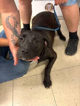 ROSE -  Pit Bull Terrier and Mixed Breed Dog for Adoption in Stockton, California - ROSE | PetCurious
