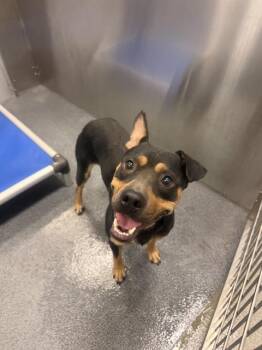 CHEIF -  Mixed Breed Dog for Adoption in Dallas, Texas - CHEIF | PetCurious