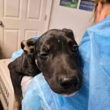 Justin -  Australian Cattle Dog Blue Heeler Dog for Adoption in Bolivar, Missouri - Justin | PetCurious