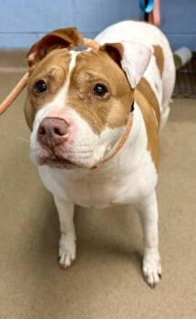 Pad Thai -  Mixed Breed Dog for Adoption in Chamblee, Georgia - Pad Thai | PetCurious