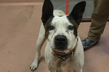 LYRA -  Mixed Breed Dog for Adoption in Columbia, South Carolina - LYRA | PetCurious