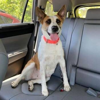 Rescue Mixed Breed Dogs for Adoption in Cooperstown, New York - Lucy | PetCurious