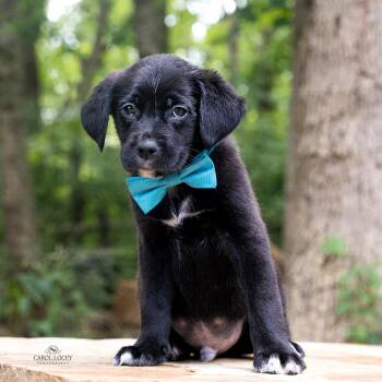 Hank -  Labrador Retriever and Boxer Dog for Adoption in Cincinnati, Ohio - Hank | PetCurious