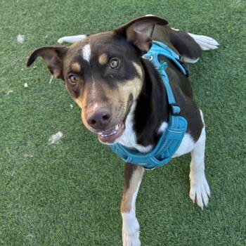 Cattle Dog and Mixed Breed Dogs Available for Adoption - Shark | PetCurious
