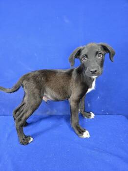 Rescue Mixed Breed Dogs for Adoption in Ruston, Louisiana - Bayou | PetCurious