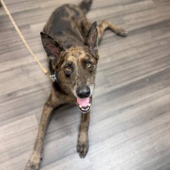 Shadow -  Mixed Breed Dog for Adoption in Sarasota, Florida - Shadow | PetCurious