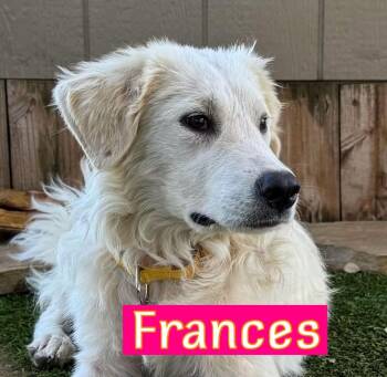 Frances -  Great Pyrenees and Golden Retriever Dog for Adoption in Fort Worth, Texas - Frances | PetCurious