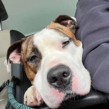 Rescue American Bulldog Dogs for Adoption in Elyria, Ohio - Lucy | PetCurious