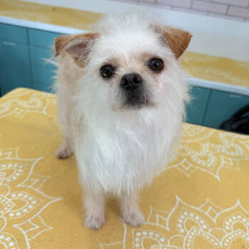 Rescue Terrier Dogs for Adoption in San Francisco, California - Courier 13427 | PetCurious