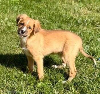 **MANGO** -  Australian Shepherd Dog for Adoption in North Prairie, Wisconsin - **MANGO** | PetCurious