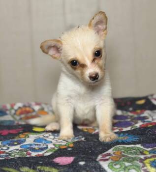 Cupcake -  Corgi and Shepherd Dog for Adoption in Lutz, Florida - Cupcake | PetCurious