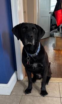 Kobe -  Black Labrador Retriever and Mixed Breed Dog for Adoption in Aiken, South Carolina - Kobe | PetCurious