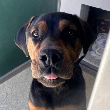 Rottweiler Dogs Available for Adoption in Reno, Nevada - Rupert | PetCurious