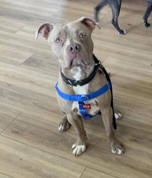 Pit Bull Terrier Dogs Available for Adoption in Kansas City, Missouri - Brody | PetCurious