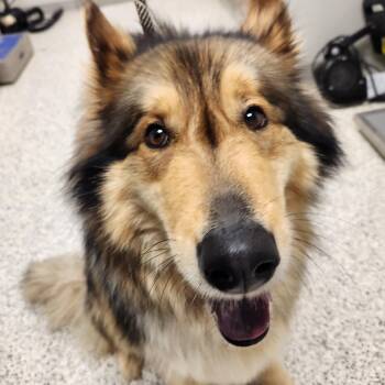 Collie and German Shepherd Dog Dogs Available for Adoption in Liberty, Missouri - FOUND | PetCurious