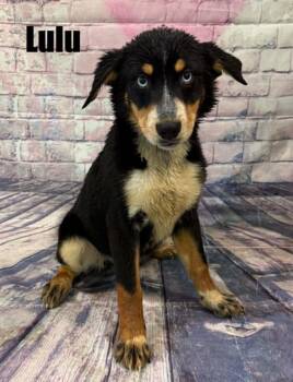 Lulu -  Bernese Mountain Dog and Husky Dog for Adoption in Quincy, Michigan - Lulu | PetCurious