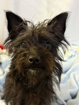 LIZA -  Chinese Crested Dog Dog for Adoption in Port Clinton, Ohio - LIZA | PetCurious