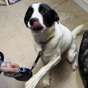 Border Collie and Mixed Breed Dogs Available for Adoption - Bentley | PetCurious