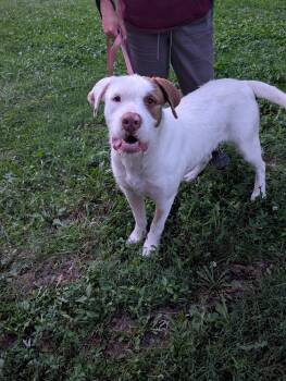 Brooke -  Labrador Retriever and Hound Dog for Adoption in Mt. Juliet, Tennessee - Brooke | PetCurious