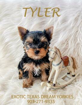 Tyler -  Yorkshire Terrier Dog for Sale in Tool, Texas - Tyler | PetCurious