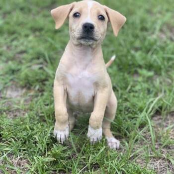 Daisy -  American Foxhound and Mixed Breed Dog for Adoption in Poinciana, Florida - Daisy | PetCurious