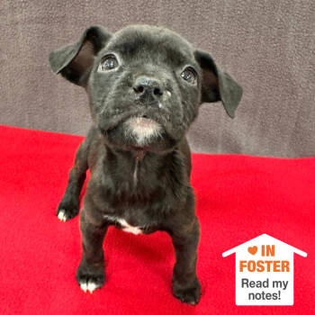 Rescue Pit Bull Terrier Dogs for Adoption in Kanab, Utah - Bibelot | PetCurious