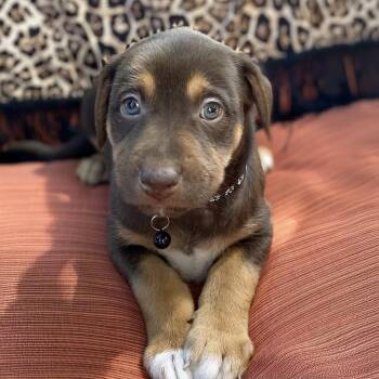 Shepherd and Hound Dogs Available for Adoption in San Diego, California - Africa Pup - Algeria - Adopted! | PetCurious